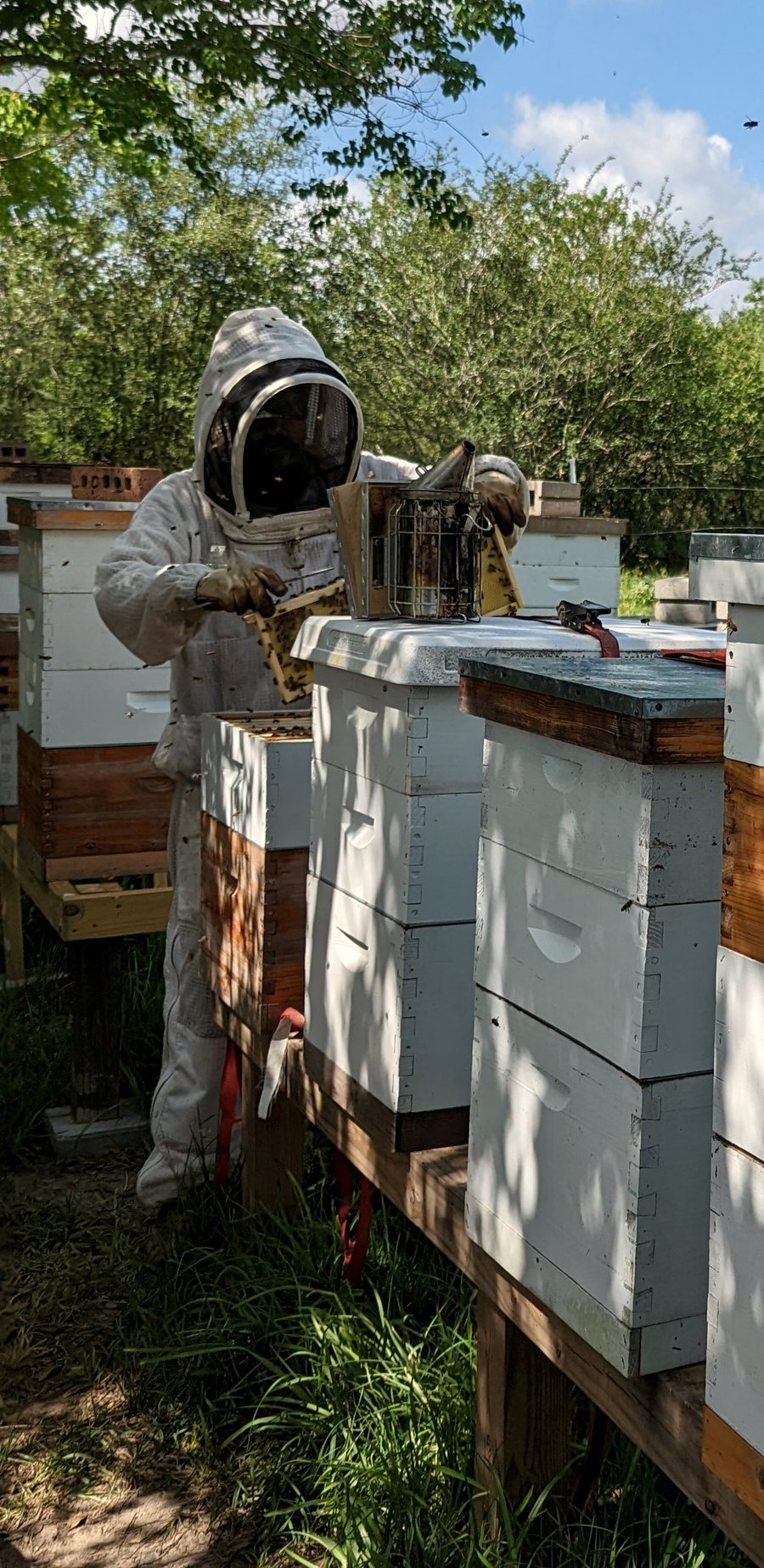 Matt in a veil working a hive, with the rest of the yard behind him